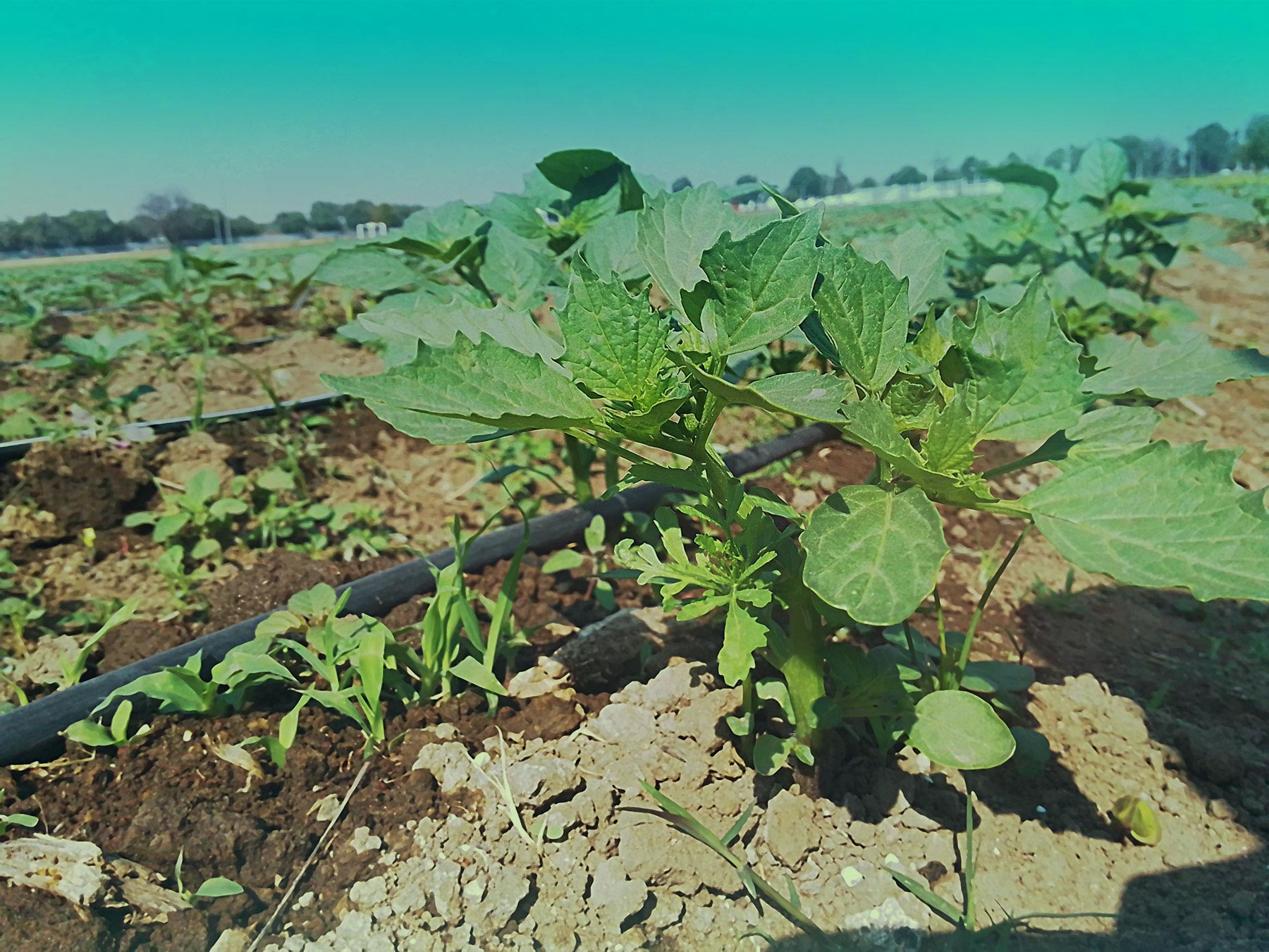 Área de Agronomía Chapingo